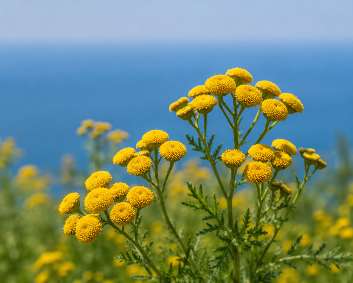 Blue Tansy Clensing Balm - Botanical Clensing Balm -